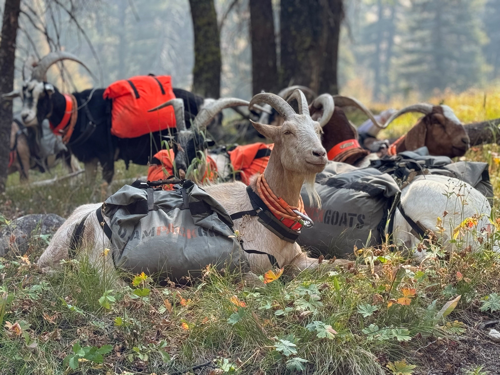 Tails from the Trails: A Hot Summer Hike